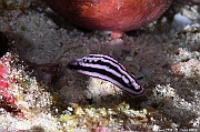 Phyllidiella rosans-Maldives Bathalaa thila-27m-20240423-da-DSC_6026_tn